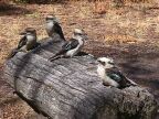 Kookaburras.JPG (91 KB)